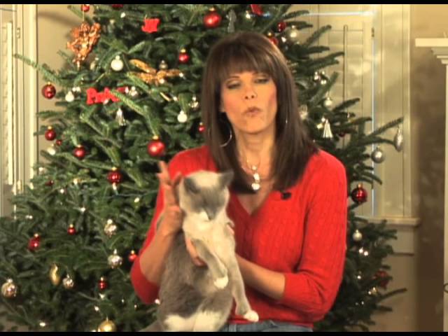 Lily Pisa Introduction