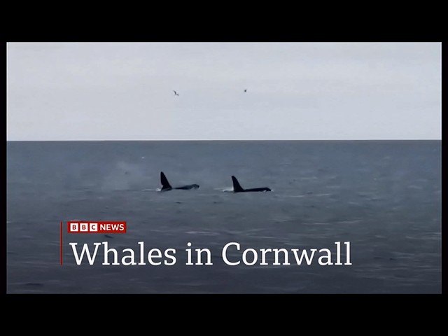 Orca sighting one of 'greatest British wildlife encounters', Backshall says (UK coast) 2/Apr/2026