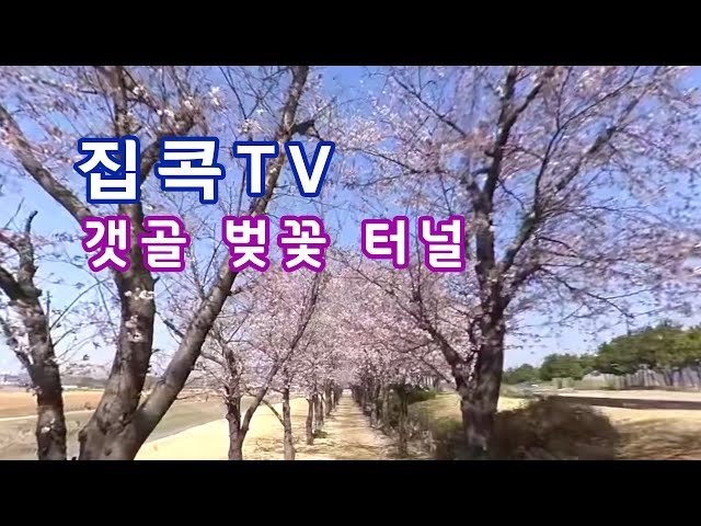 [집콕TV] 갯골 벚꽃 터널