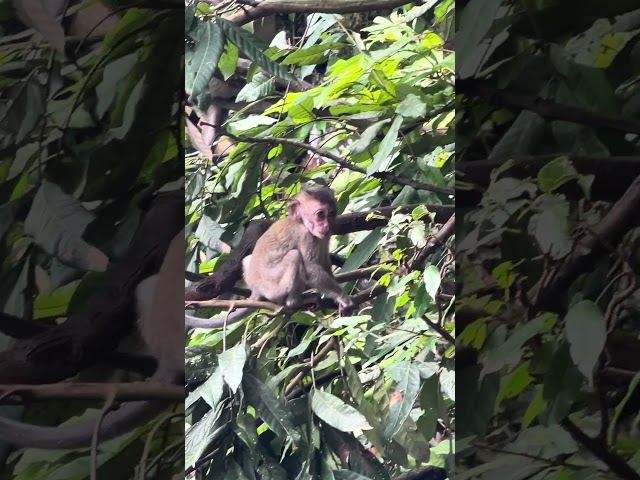 Male monkeys take care of female monkeys, while the babies play with their parents