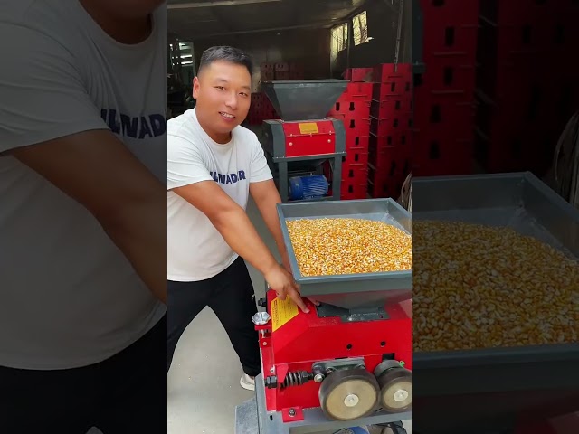 #New corn petal breaking machine with an hourly output of 8000 #Farming and fattening sheep,