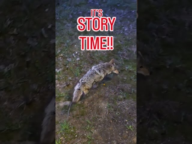 STORY TIME!!🐺❤️#weavethecoyote #coyote #cute #animals #animal #nature #wildlife #friends #love #joke