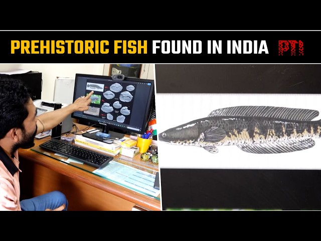 Four-and-a-half-million-year-old fish fossils discovered near Dehradun