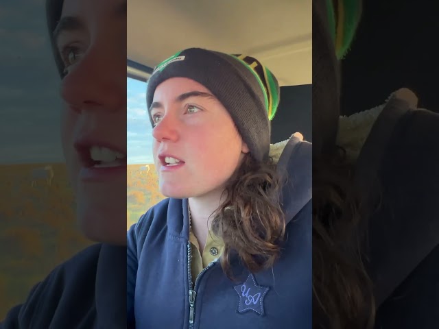 Why lamb in winter? Because farming’s too easy already #farmvlog #farming #sheepfarming