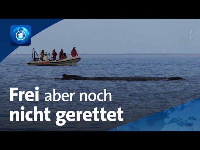 🌍 tagesschau24 Top-Thema, 27.3.2026 | Buckelwal auf dem Weg nach Dänemark