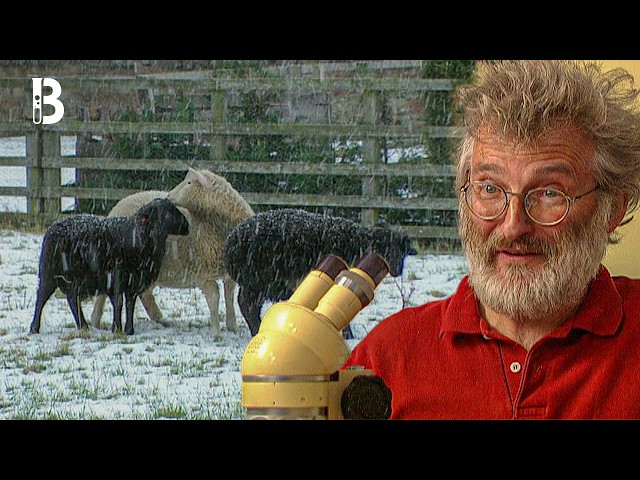 All in the Genes | Full Classic Documentary | Blueprint