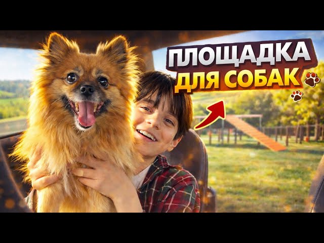 VLOG: The Sore Topic of Dental Treatment. A Personal Zone for Dogs