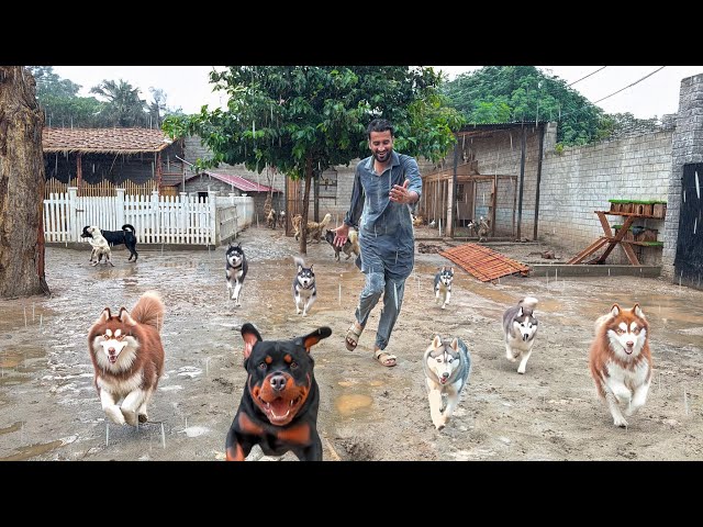Aj Barish Main Sb Dogs Ko Bahir Khol Diya😍