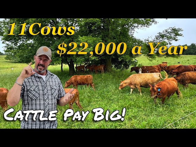 Insane Profits from 11 Cows on 27 Acres. Our secrets to big profits