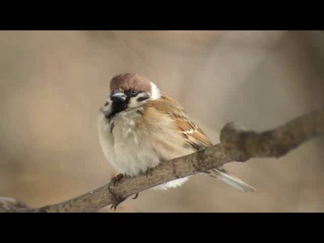 Sparrow by Norman MacCaig