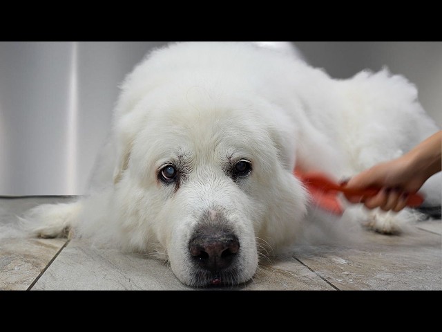 This Great Pyrenees Hadn't Been Groomed In 10 Years...Watch Her Life Changing Transformation