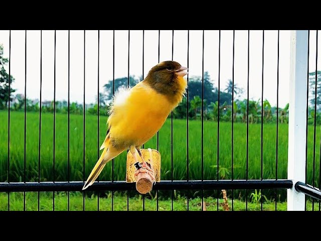 Your Canary Will NOT STOP SINGING With This Canary Training Song