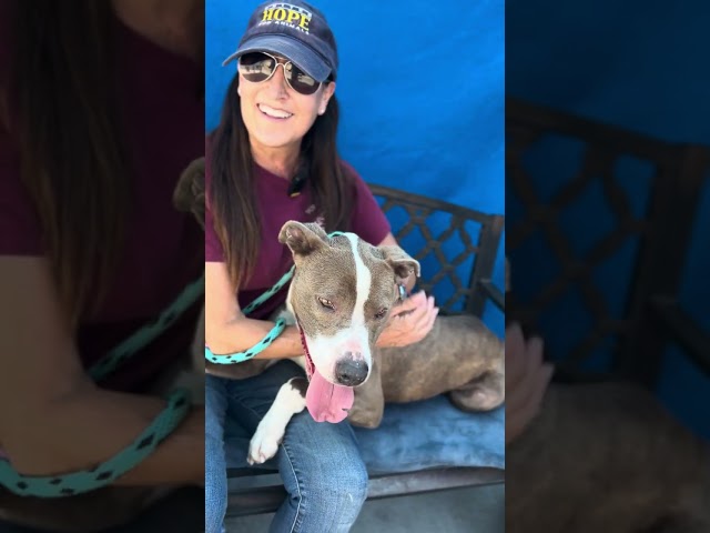 NEW A5619352 Arba Rose | Pitbull