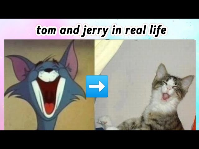 tom and jerry in real life/all time favourite😂😅❤️