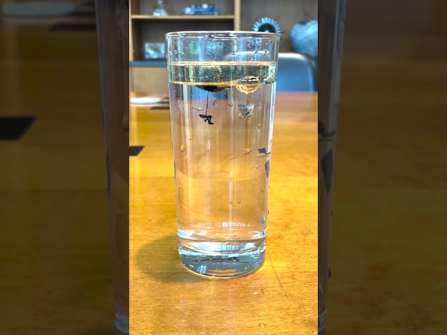 Kitchen Science: Underwater Fireworks #shorts