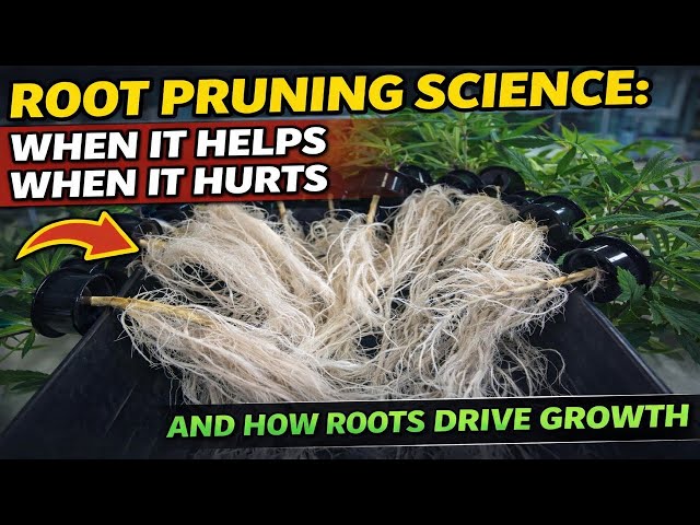 Root Pruning Science: When It Helps, When It Hurts, and How Roots Drive Growth