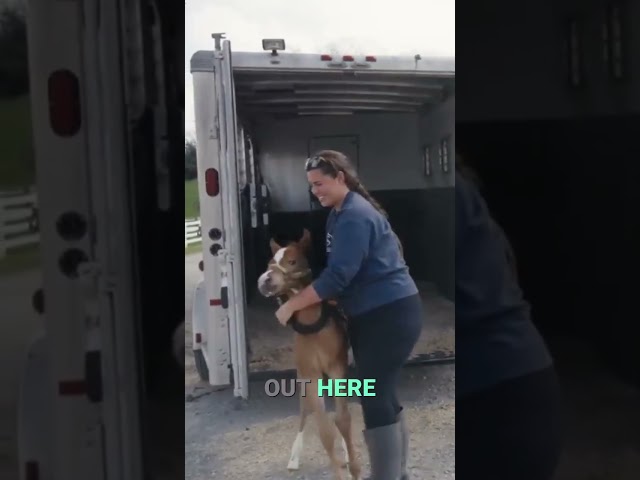 Watch the full episode on YTube! #horse #equestrian