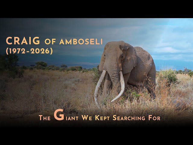 Remembering Craig – The Legendary Tusker of Amboseli | African Elephant