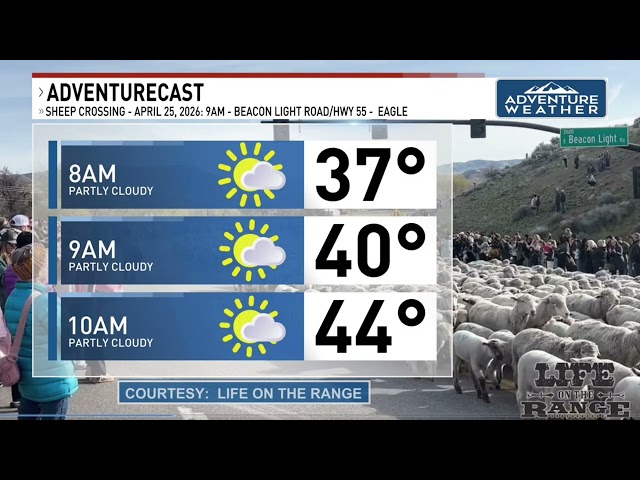 Sheep Crossing Starts Chilly, Warms Fast 🐑🌤️