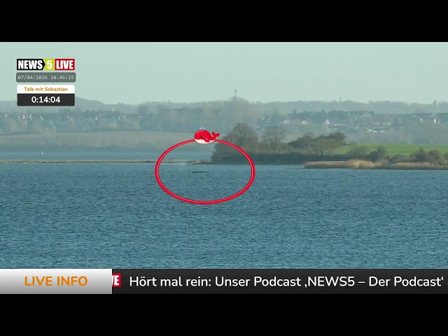 LIVE: Buckelwal "Hope" vor der Insel Poel - Tag 16 -