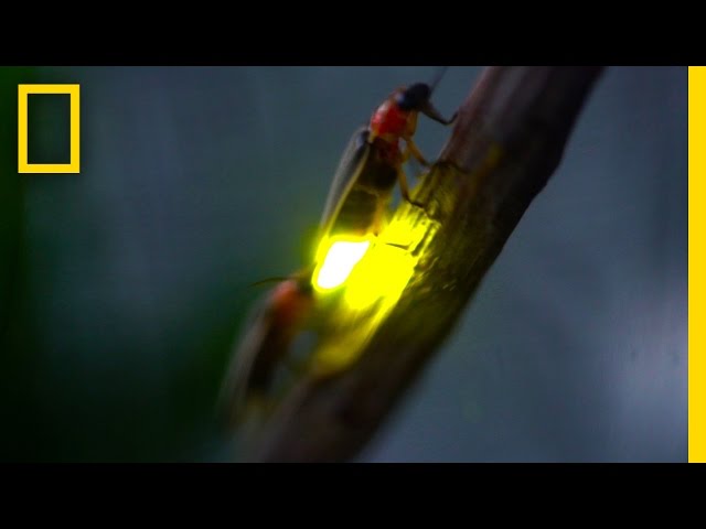 Watch: Fireflies Glowing in Sync to Attract Mates | National Geographic