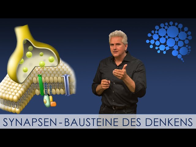 Synapses – Building Blocks of Thought │Dr. Dr. Damir del Monte│Encephalon Brain Worlds