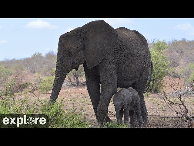 LIVE Elephant Cam: Tembe Elephant Park - South Africa - Africam | explore.org