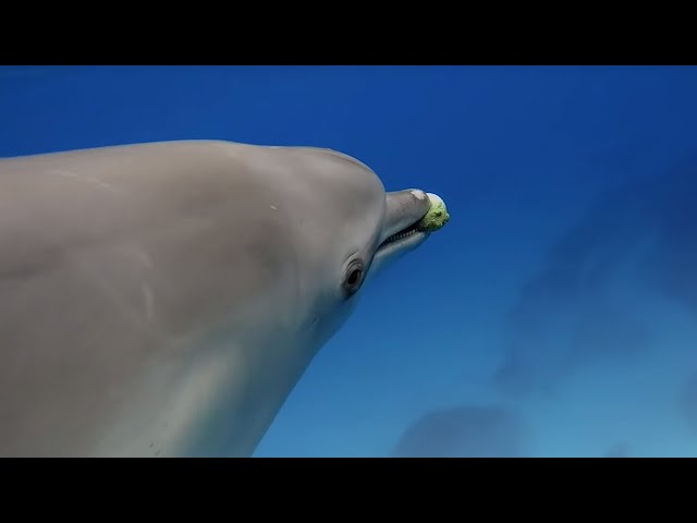 Dolphins Play Catch with a Pufferfish! | Spy In The Wild | BBC Earth