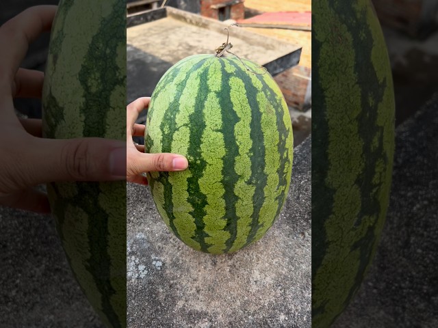 Experiment: Will a watermelon explode if it rolls off a tall building? 🍉💥#shorts
