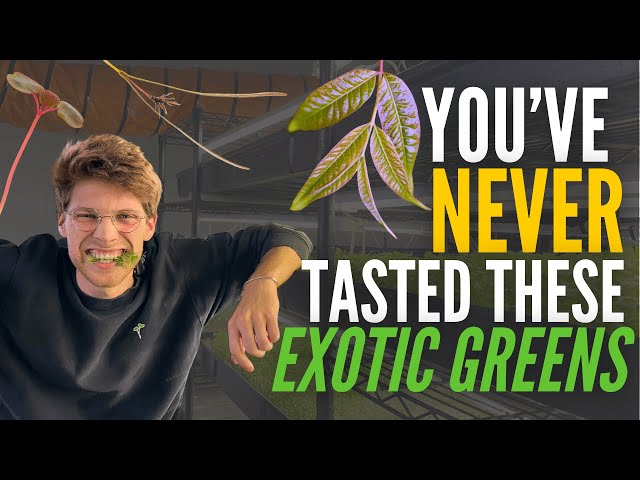 Vertical Farm Tasting Tour | Supplying RARE Vegetables to Top Chefs