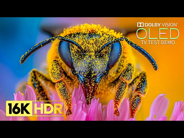 World's Most Stunning 16K HDR 120 fps | Dolby Vision (8K/4K TV)