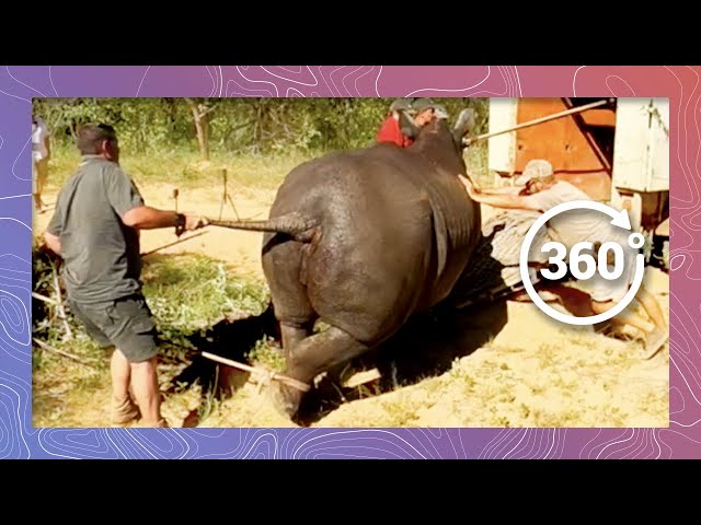 White Rhino Relocated to a Protected Reserve | Wildlife in 360 VR