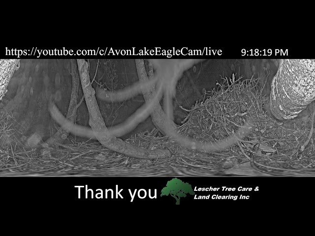 Avon Lake Eagle Cam 1 - 360 Degree