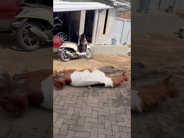 ayoo playon ae yoo lee😹 #videolucu #horse #kuda #viralvideo