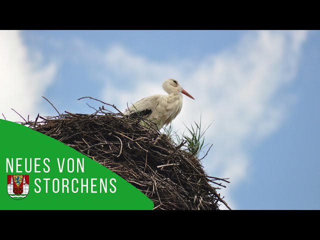 Erster Blick auf die Storchenbabys