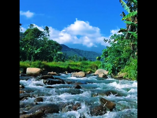 Natural White Noise – Peaceful Flowing Stream in Lush Green Forest