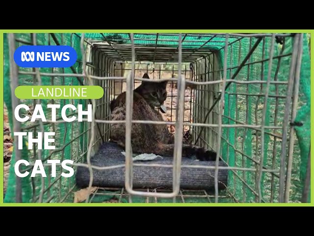 Killing Christmas Island's Feral Cats | Landline | ABC NEWS