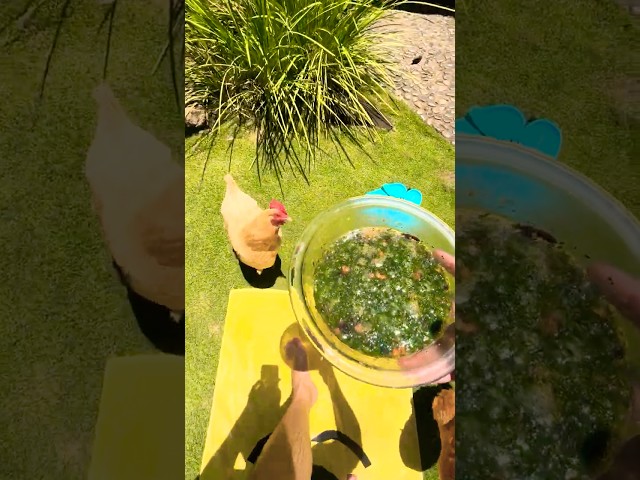 SO CUTE! No food waste because my chickens EAT all of the veggie scraps! 🥕💕