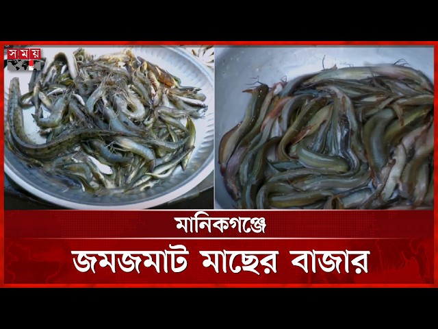 জমে উঠেছে মানিকগঞ্জের দেশীয় মাছের আড়ত | Manikganj | Fish Market | Somoy TV
