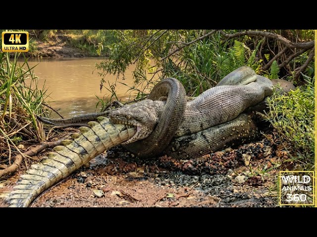 Ultimate Survival Zone: Giant Anaconda Battle - The Ultimate Discovery Snake Video #wild
