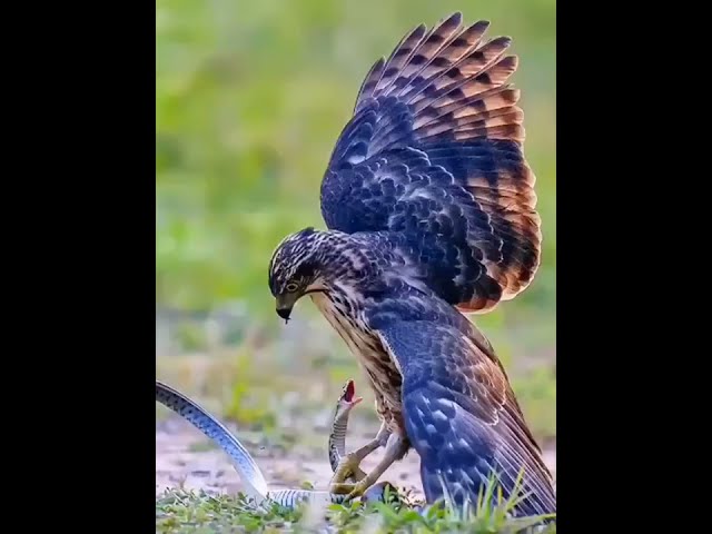 Crested goshawk vs snake || Fighting animals || Jungle hunters ||🦅🐍