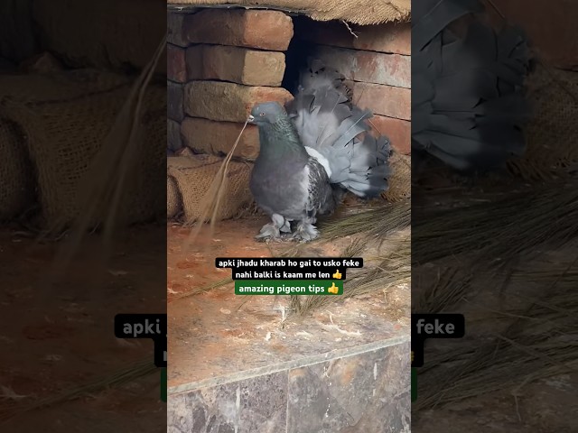 amazing pigeon tips fo pigeon lovers 👍 | #pigeontips #pigeon #kabootar #shorts