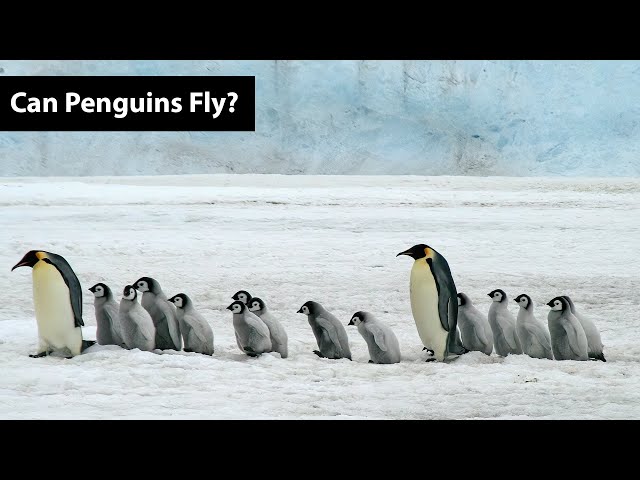 Can Penguins Fly?