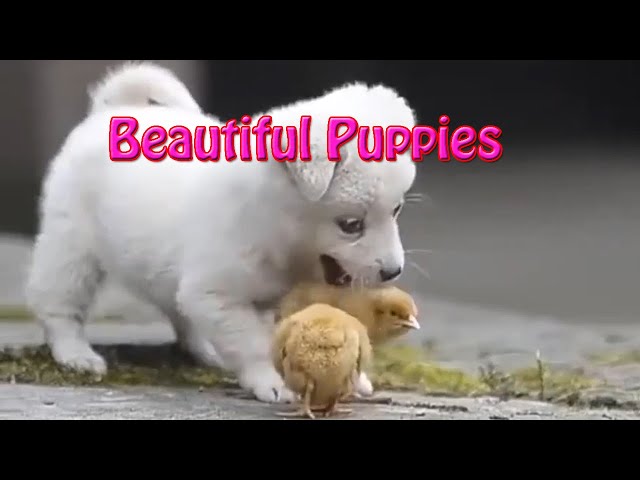 Beautiful Puppies