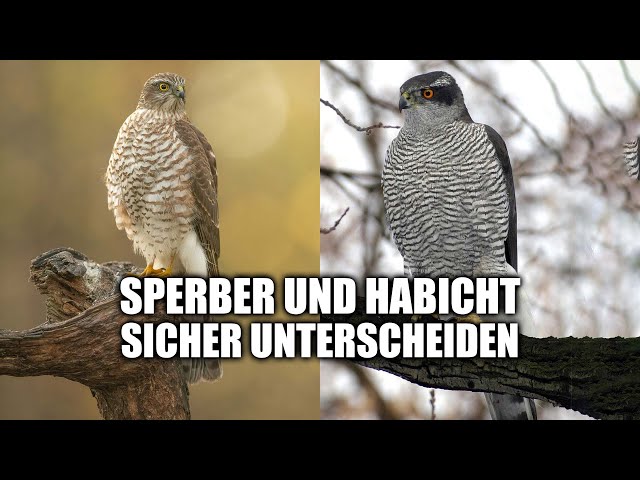 Sperber und Habicht unterscheiden