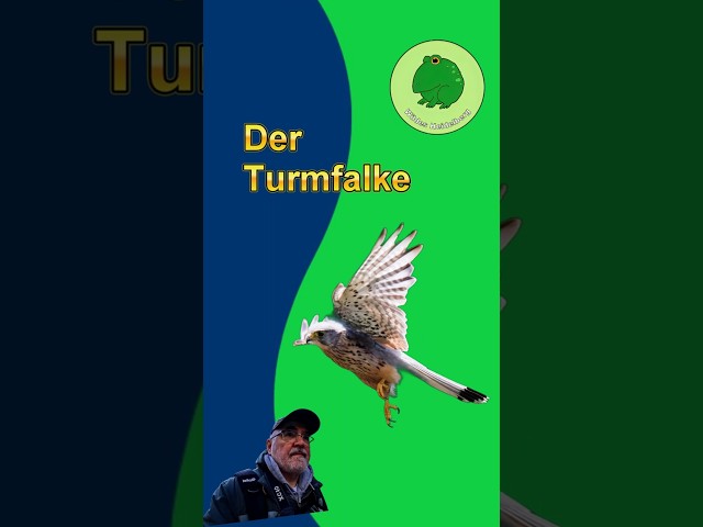Der Turmfalke
