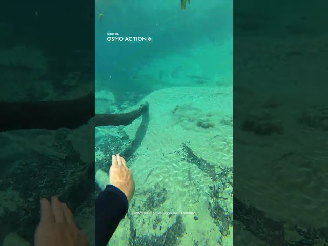 POV: Jumping Into Fish Paradise | Osmo Action 6 🐟