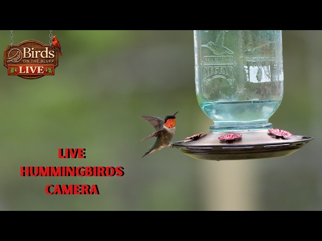 LIVE Bird Stream - Hummingbird Watch 2026 (4.08.2026) Day 2