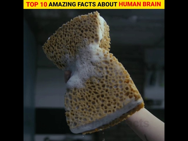 Top 10 amazing and intresting facts about human brain 🧠 | in hindi #fact #shorts