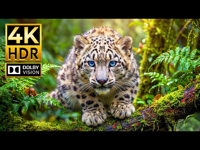 Stunning Animal 4K Dolby Vision | 120FPS HDR for 4K TV